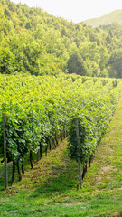 Fototapeta na wymiar Grape plantations of the Krasnodar Territory