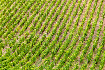 detail of vineyard in the tuscany