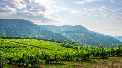 Vineyards from the wine regions of southern Russia