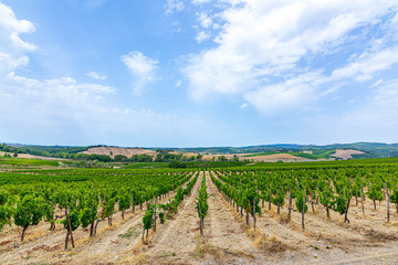 Fototapeta na wymiar detail of vineyard in the tuscany