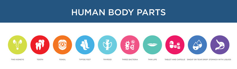 Fototapeta na wymiar human body parts concept 10 colorful icons
