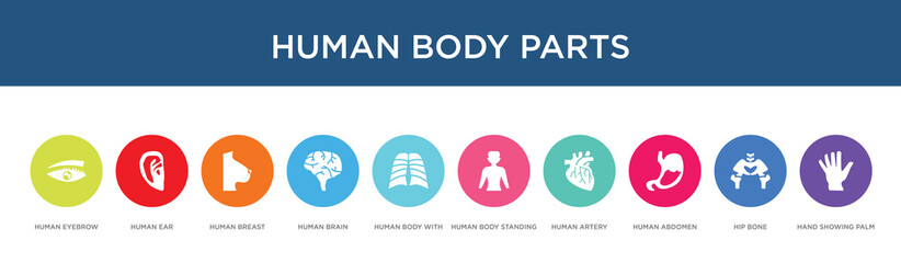 human body parts concept 10 colorful icons