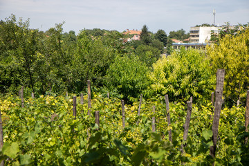 Fototapeta na wymiar vineyard in provence Bulgaria