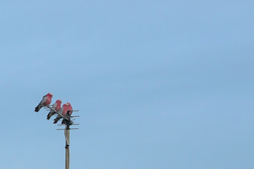 Birds perching on tv outdoor antenna. Copy space.