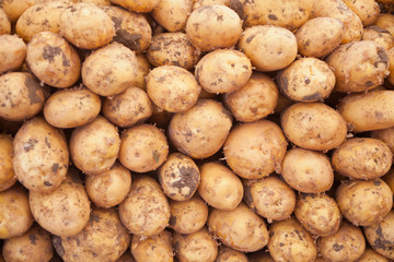 Fresh organic potato. Close-up potatoes texture. Close-up potatoes texture