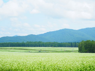 北海道の風景 幌加内そば畑
