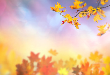 Obraz premium an autumn leaves background