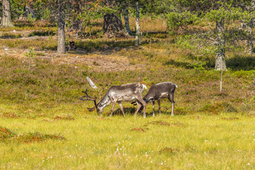 Reindeer graze at the edge of the forest
