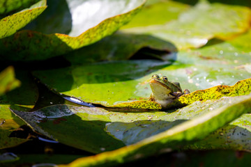 Green pond frog sitting on a leaf