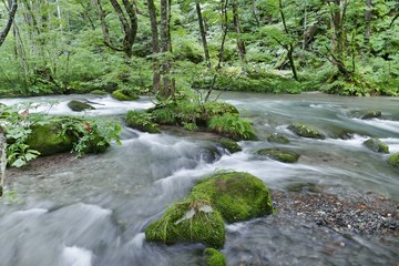 Fototapeta premium 《奥入瀬渓流》青森県十和田市