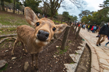 Friendly and cute Sika deer in Nara Park, Japan