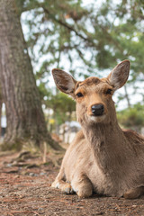 Friendly and cute Sika deer in Nara Park, Japan