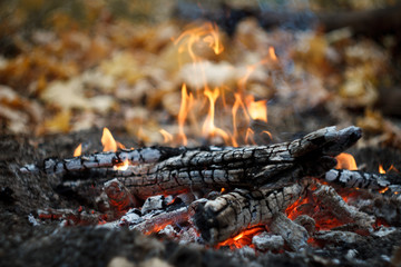 Close-up of a burning bonfire in the forest, firewood and embers on fire in the autumn forest,...