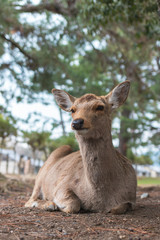 Friendly and cute Sika deer in Nara Park, Japan