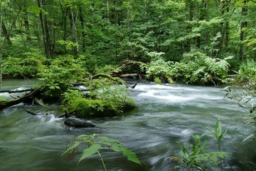 Fototapeta premium 《奥入瀬渓流》青森県十和田市