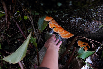 Woman hand pick yellow mushroom tree trunk in rainy season