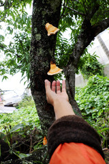 Woman hand pick yellow mushroom tree trunk in rainy season