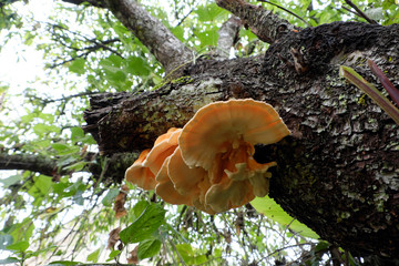 yellow mushroom on tree trunk, wild mushrooms danger by poison