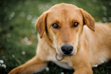 Portrait of a dog looking at camera