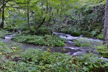 《奥入瀬渓流》青森県十和田市