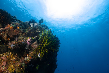 Naklejka na ściany i meble Underwater Reef