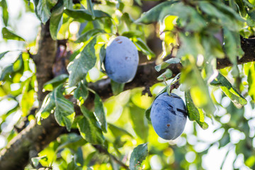 Fruits ripe plum on branches of a tree