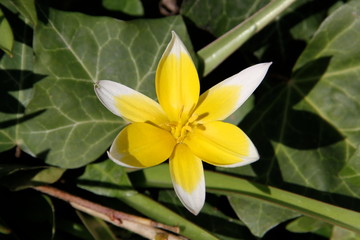 Fototapeta premium Wilde Tulpe im Efeu 