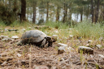 Shot of a little tortoise in forest