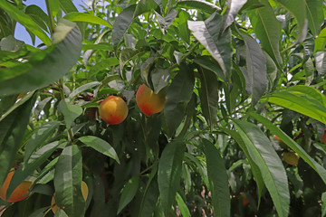 peach trees