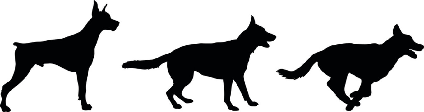 Vector image of silhouettes of the dogs sitting on white background