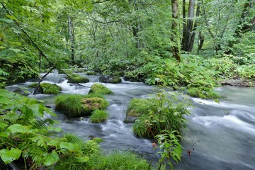 Obraz premium 《奥入瀬渓流》青森県十和田市