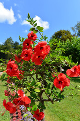 Hibiskus (Hibiscus)