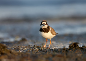 The young common ringed plover or ringed plover (Charadrius hiaticula) is filmed in the soft morning light on the shore of a salty estuary. Close-up and detailed photo. 