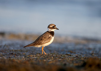 The young common ringed plover or ringed plover (Charadrius hiaticula) is filmed in the soft morning light on the shore of a salty estuary. Close-up and detailed photo.