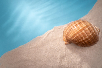 Natural Seashell, safe housing for marine life.