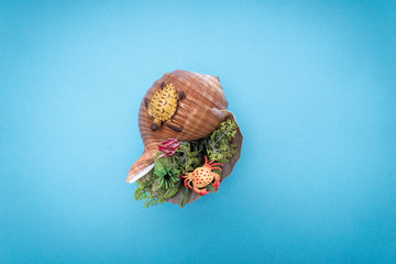 Natural Seashell, safe housing for marine life.