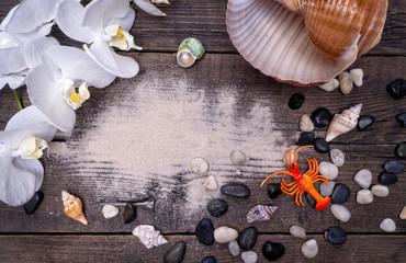 Natural Seashell, safe housing for marine life.