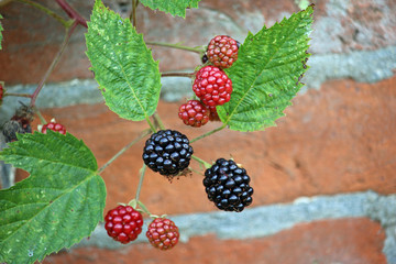 Blackberry fruit against wall