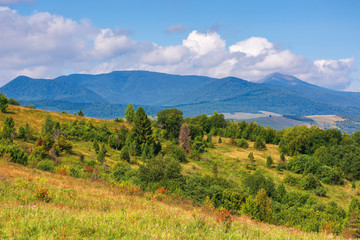 wonderful autumn mountain landscape. pikui peak of watershed ridge beneath clouds. trees on grassy rolling hills. wonderful carpathian countryside on a sunny day of september.