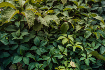 Green leaves. Green leaves background texture. Creative layout made of green leaves. Flat lay. Nature background. Green leaf texture. Leaf texture background.