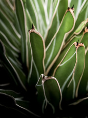 Succulent plant close-up, fresh leaves detail of Agave victoriae reginae