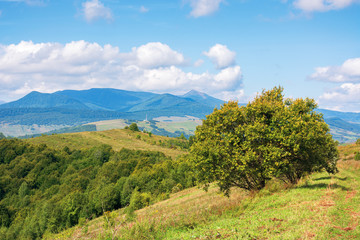 wonderful autumn mountain landscape. pikui peak of watershed ridge beneath clouds. trees on grassy...