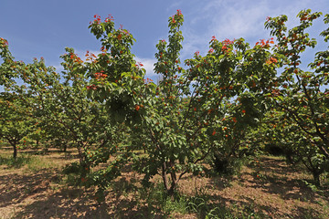 Fototapeta na wymiar apricot trees