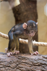 Adorable face of baby asian monkey. Young monkey sitting on an old log. vertical photo