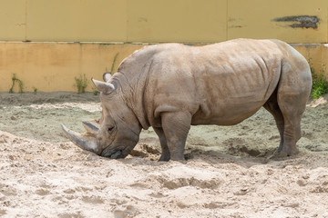 Close up portrait of rhino, profile. Rhino in the dust and clay walks
