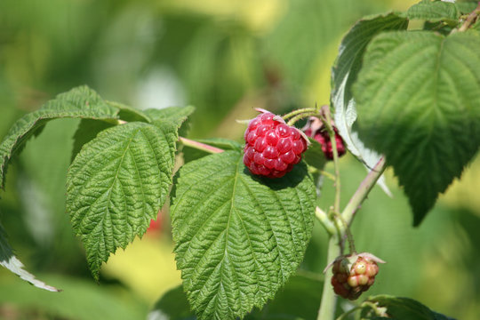 Raspberry fruits and leaves