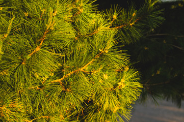 Branch of spruce. pine tree background. evergreen forest