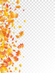 Obraz premium Oak, maple, wild ash rowan leaves vector, autumn foliage on transparent background.