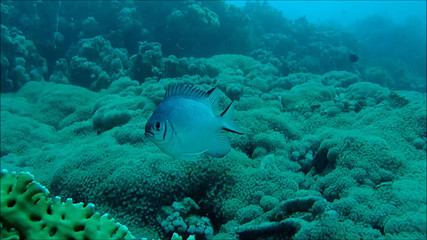 Ägypten. Rotes Meer.