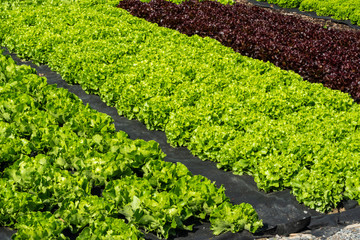 Salate in Mischanbauweise mit zwei Farben